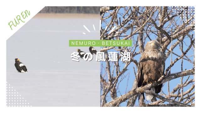 冬の風蓮湖でオオワシ撮影！氷下待ち網漁の時期の観光行ってきた