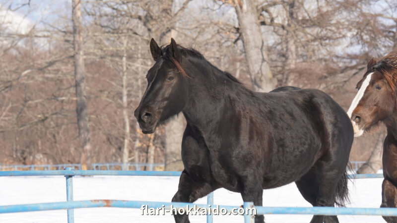 十勝牧場の馬追い運動は人気の冬の風物詩