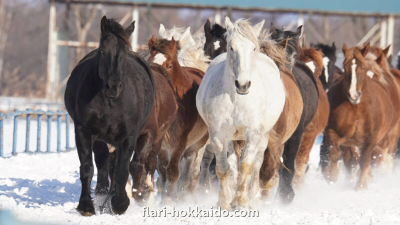 十勝牧場の馬追い運動は雪を巻き上げながら走って大迫力