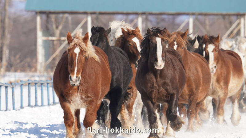 十勝牧場で馬追い運動を見学する際の注意点