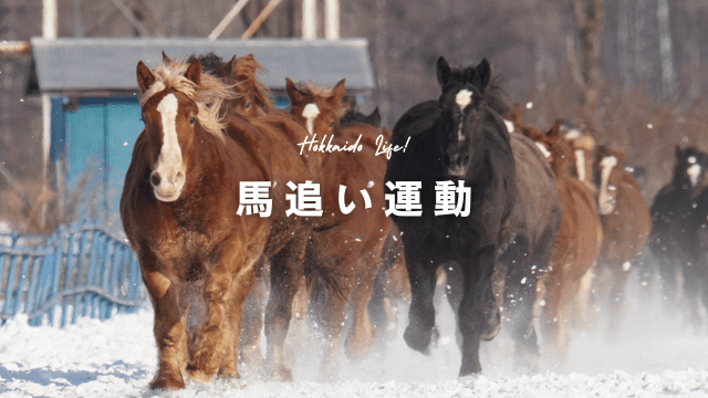 馬追い運動の見学で音更町に行ってきた！評判の十勝冬の風物詩