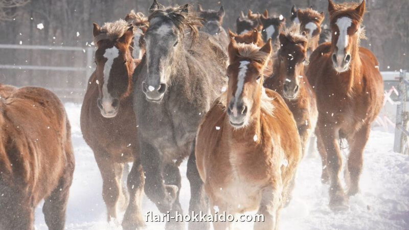 十勝牧場の馬追い運動はとっても楽しいイベントでした