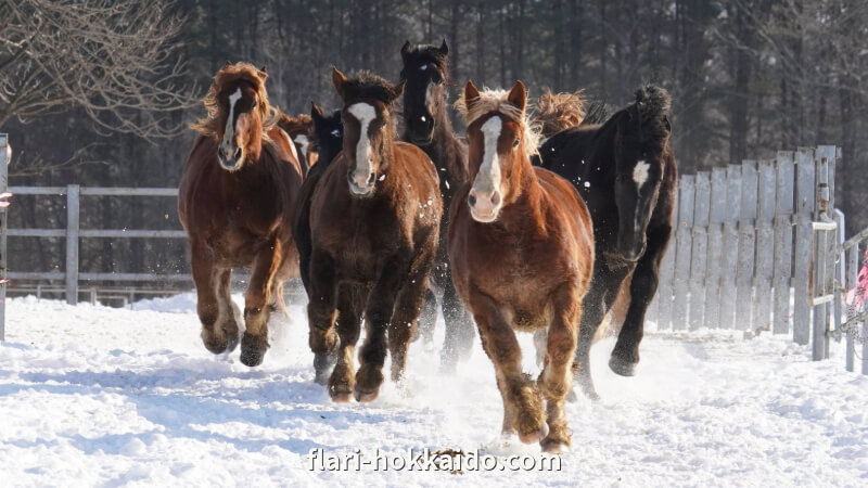 十勝牧場の馬追い運動は先頭を走りたい馬、サボりたい馬など個性が見えて楽しい