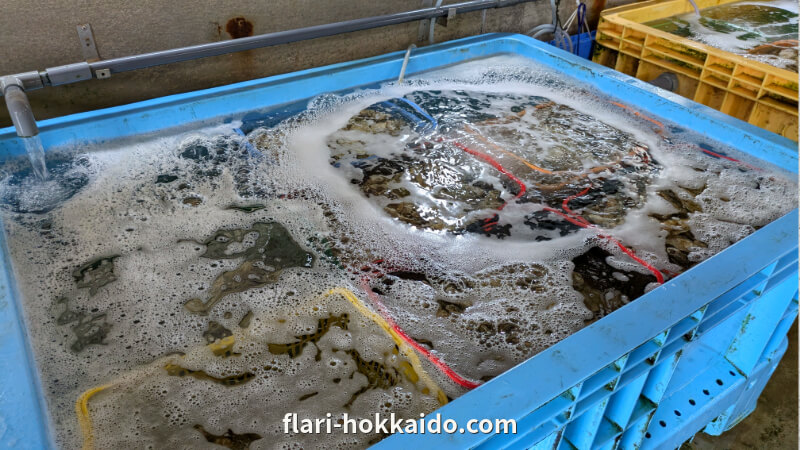 水槽に並んだカゴと牡蠣