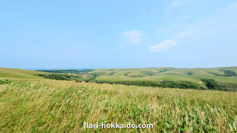 宗谷丘陵の絶景をのぞむ